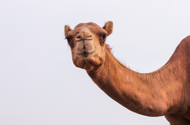 A sua empresa é Camelo